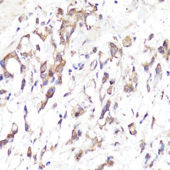 Immunohistochemistry - SELL antibody (144-01622)