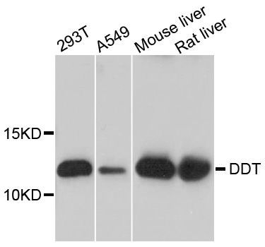 Western blot - DDT antibody (144-08816)