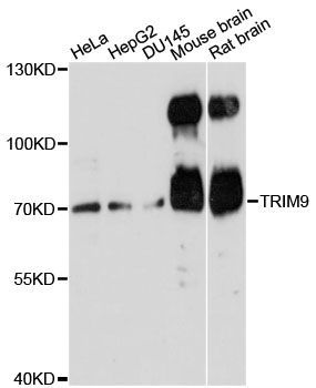 Western blot - TRIM9 antibody (144-60511)