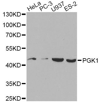 Western blot - PGK1 antibody (144-60560)