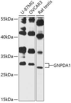 Western blot