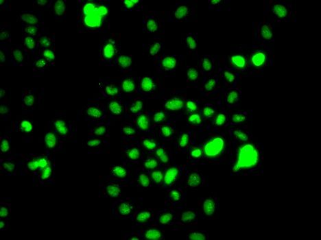 Immunofluorescence - CEBPG Polyclonal Antibody (144-07279)