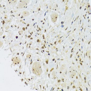 Immunohistochemistry - EFTUD2 Antibody (144-07040)