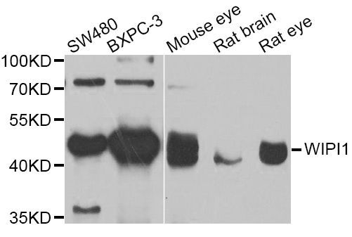 Western blot - WIPI1 Polyclonal Antibody (144-07528)