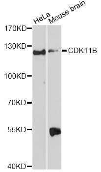 Western blot - CDK11B Polyclonal Antibody (144-60106)