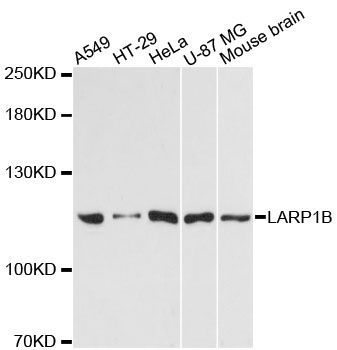 Western blot - LARP1B antibody (144-60243)