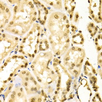 Immunohistochemistry - MAPK3 Polyclonal Antibody (144-00228)