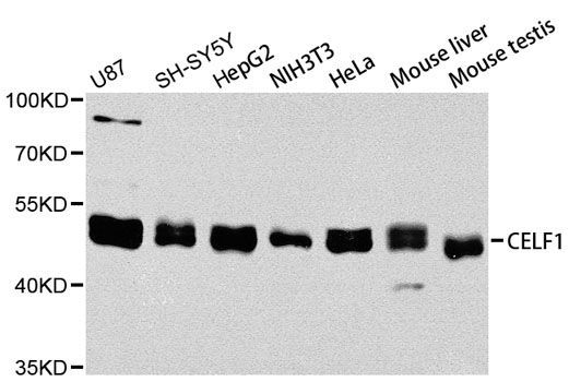 Western blot - CELF1 antibody (144-05958)
