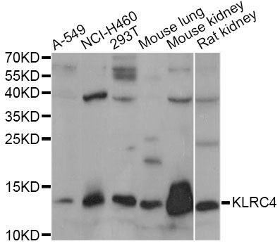 Western blot - KLRC4 antibody (144-014807)