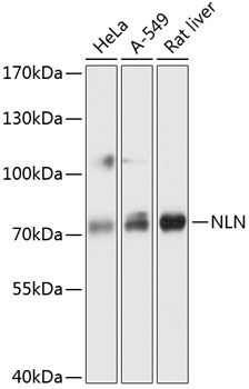 Western blot