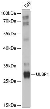Western blot