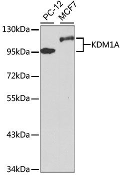 Western blot - [KO Validated] KDM1A Polyclonal Antibody (144-01156)