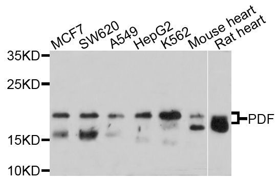 Western blot - PDF Polyclonal Antibody (144-10458)