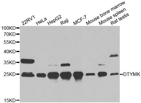 Western blot - DTYMK antibody (144-06370)