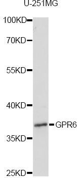 Western blot - GPR6 antibody (144-60770)
