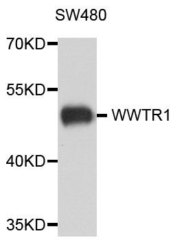 Western blot - WWTR1 Polyclonal Antibody (144-08202)