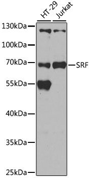 Western blot