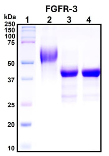 SDS-PAGE Image