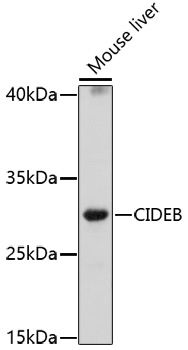 Western blot