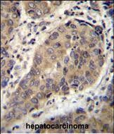 IHC-P