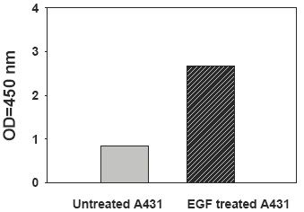 PEL-STAT6-Y Recombinant-Human-EGF-Stimulation-of-A431-Cell-Lines