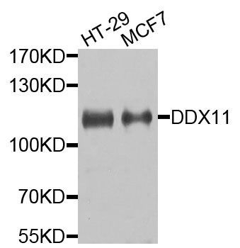 Western blot - DDX11 antibody (144-07666)