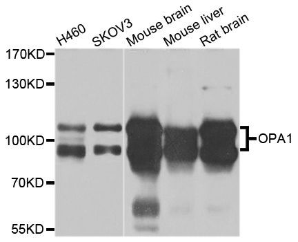 Western blot - OPA1 antibody (144-09833)