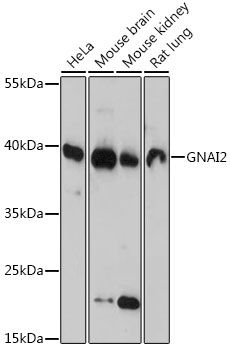 Western blot