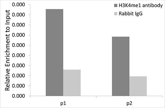 Chromatin immunoprecipitation - MonoMethyl-Histone H3-K4 antibody (144-61339)