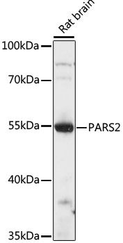 Western blot