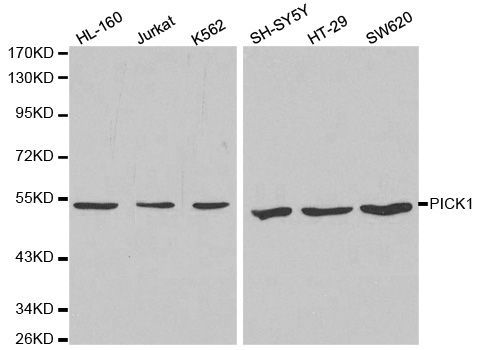 Western blot - PICK1 antibody (144-01519)