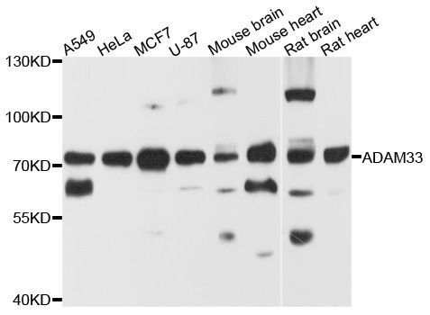 Western blot - ADAM33 antibody (144-08265)
