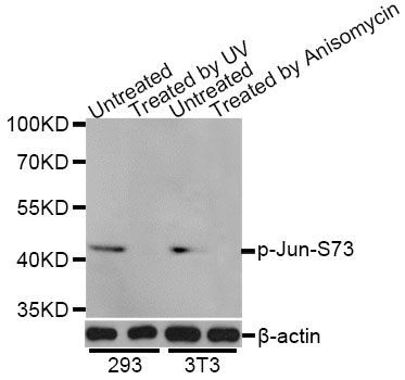 Immunofluorescence - Phospho-Jun-S73 pAb (144-50047)