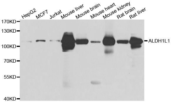 Western blot - ALDH1L1 Polyclonal Antibody (144-07067)