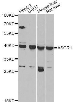 Western blot - ASGR1 antibody (144-06871)