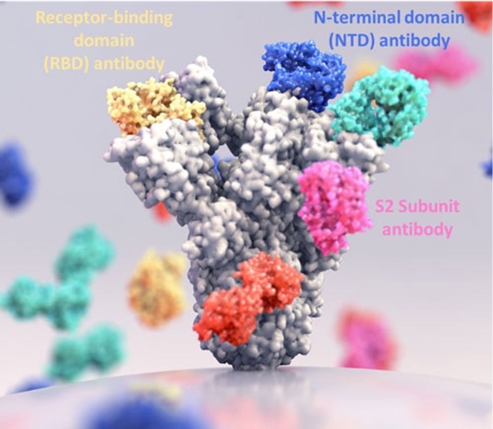 SARS-CoV-2 spike protein NTD and S2 epitopes