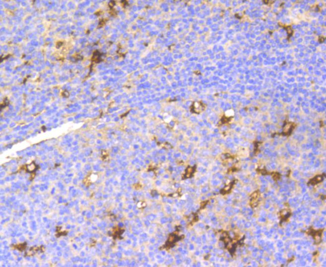 Immunohistochemistry - LYZ antibody (144-10972)