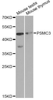 Western blot - PSMC3 antibody (144-01986)