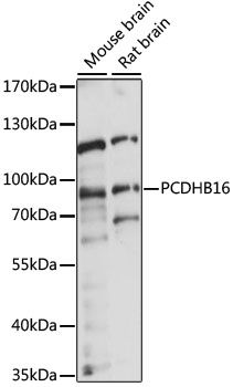 Western blot