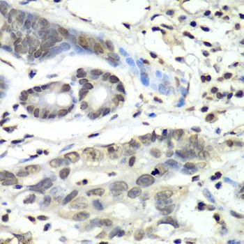 Immunohistochemistry - HIF1AN antibody (144-05466)