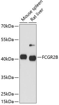Western blot