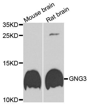 Western blot - GNG3 antibody (144-09817)