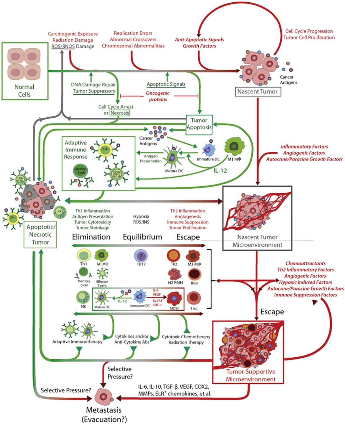 A Model of Immunoediting in Tumor Progression
