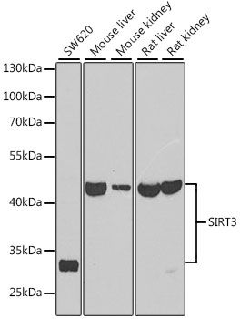 Western blot - [KO Validated] SIRT3 Polyclonal Antibody (144-05718)