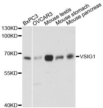 Western blot - VSIG1 antibody (144-013875)