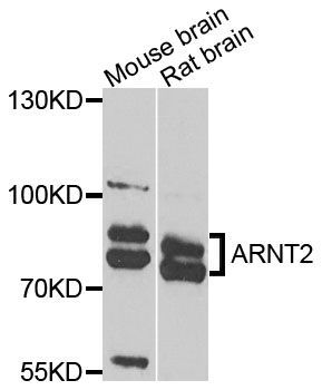 Western blot - ARNT2 antibody (144-08060)
