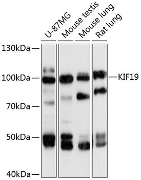 Western blot