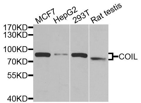 Western blot - COIL antibody (144-06428)
