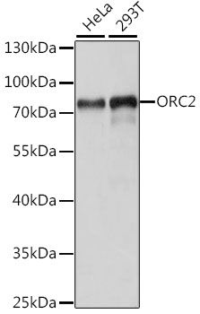 Western blot - ORC2 antibody (144-61156)