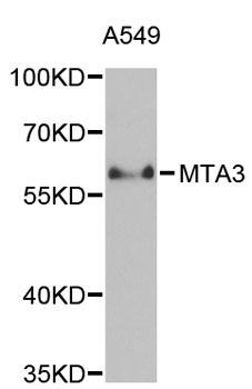 Western blot - MTA3 antibody (144-02328)